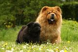CHOW CHOW 530